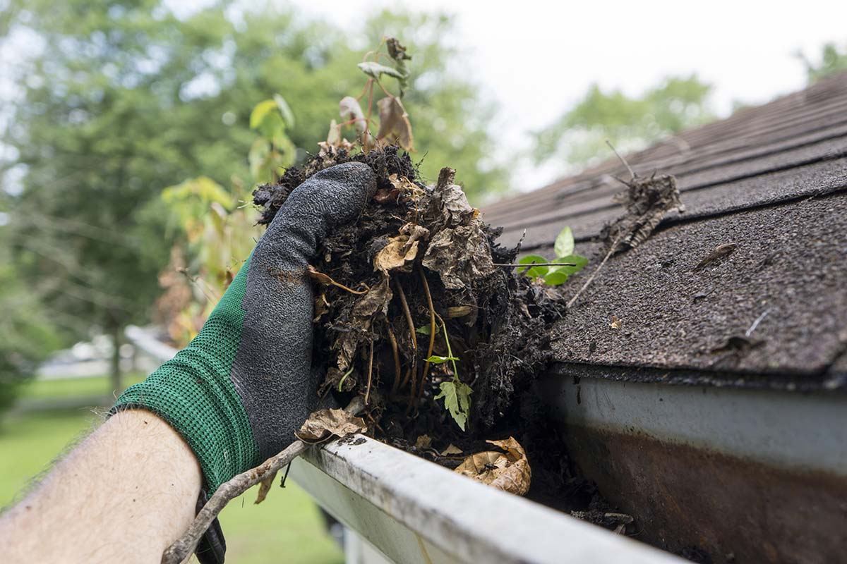 Clogged Gutter on a Shingle Roof Cleaning